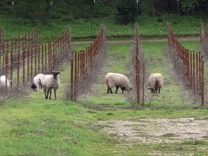 Sheep at Old Creek